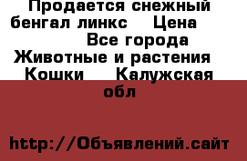 Продается снежный бенгал(линкс) › Цена ­ 25 000 - Все города Животные и растения » Кошки   . Калужская обл.
